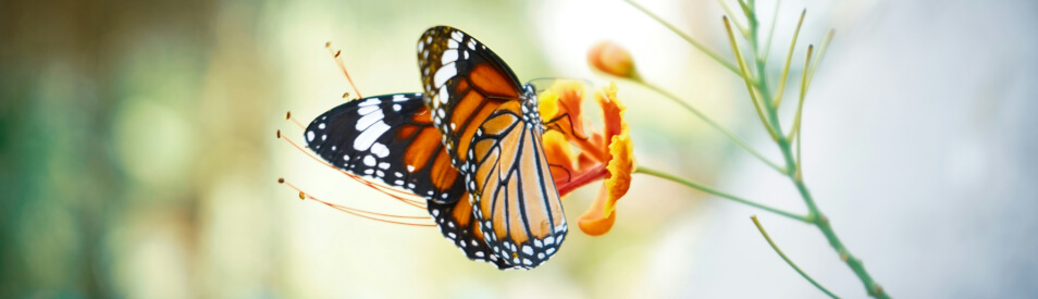 Butterflies